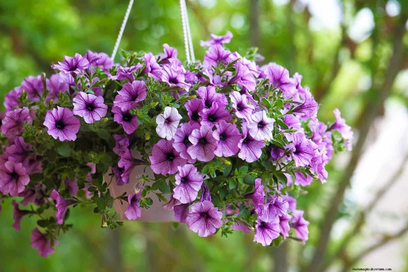 Why Hanging Baskets Don t Hold Water: Causes & Solutions