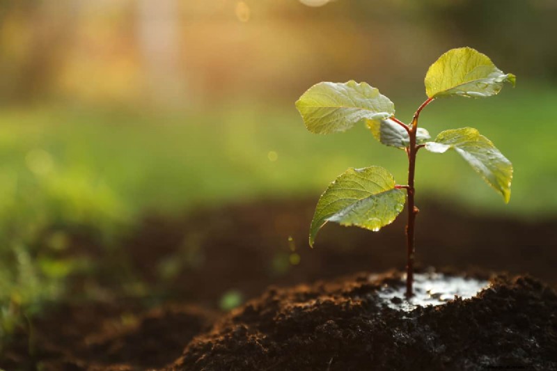 Soggy vs. Moist Soil: Understanding the Difference for Healthy Plants