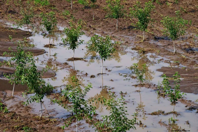 Soggy vs. Moist Soil: Understanding the Difference for Healthy Plants