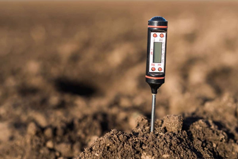 Soggy vs. Moist Soil: Understanding the Difference for Healthy Plants