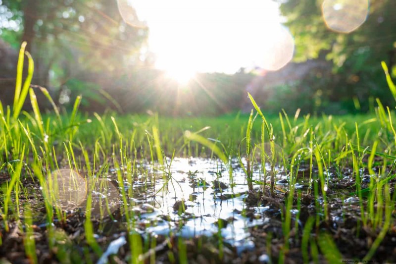 Soggy vs. Moist Soil: Understanding the Difference for Healthy Plants