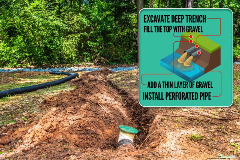 Soggy vs. Moist Soil: Understanding the Difference for Healthy Plants