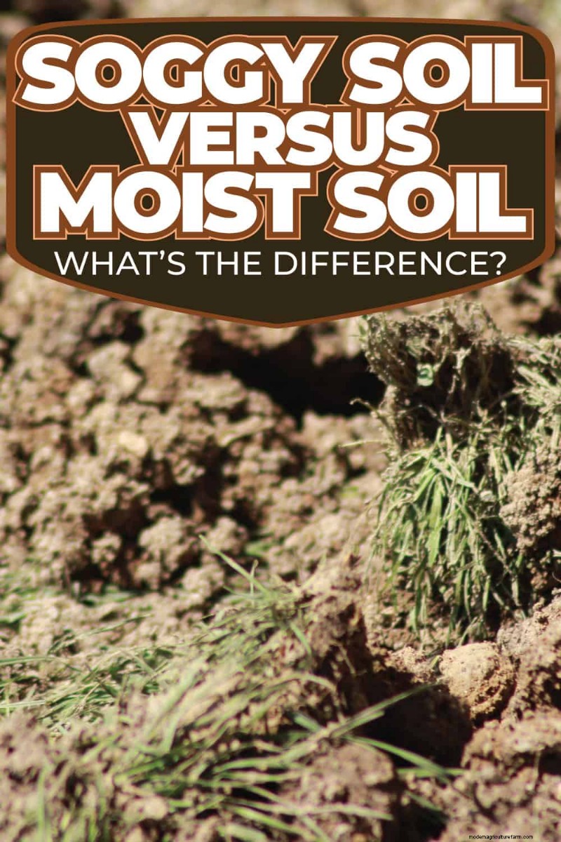Soggy vs. Moist Soil: Understanding the Difference for Healthy Plants
