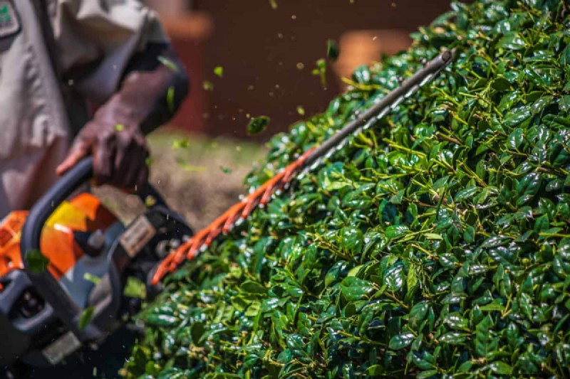 Hedge Trimmer Lubrication: A Comprehensive Step-by-Step Guide
