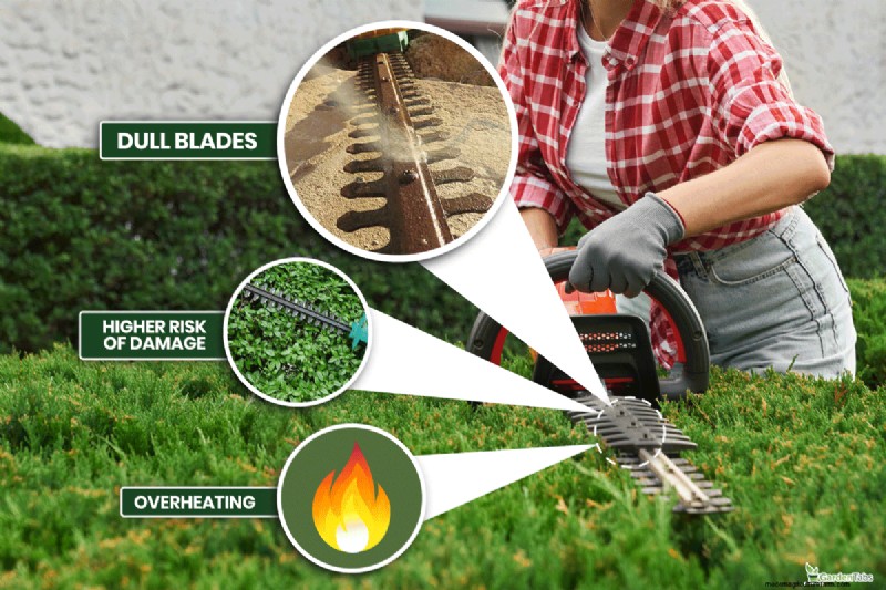 Hedge Trimmer Lubrication: A Comprehensive Step-by-Step Guide