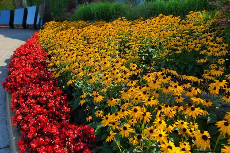Black-Eyed Susan: Is It Invasive? | Gardening Know How
