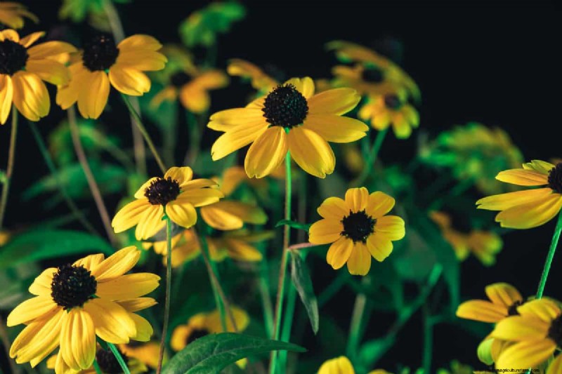 Black-Eyed Susan: Is It Invasive? | Gardening Know How