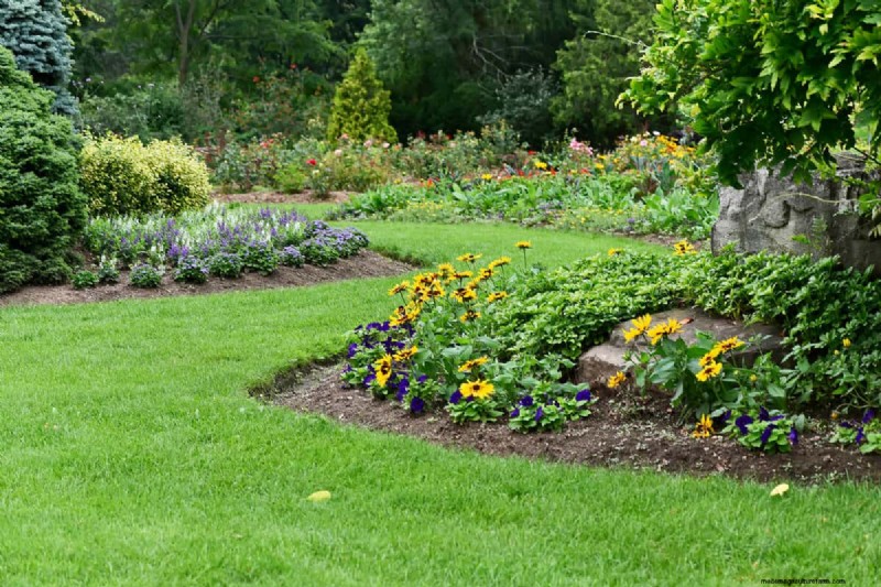Black-Eyed Susan: Is It Invasive? | Gardening Know How