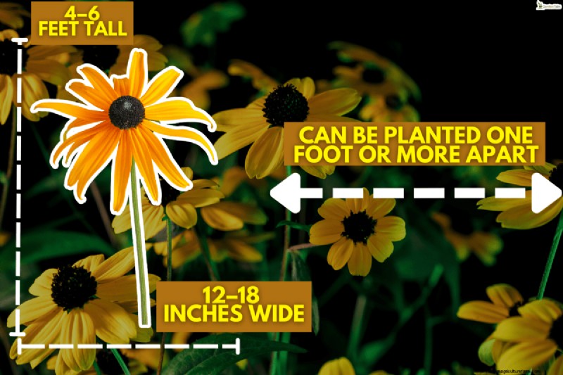 Black-Eyed Susan: Is It Invasive? | Gardening Know How