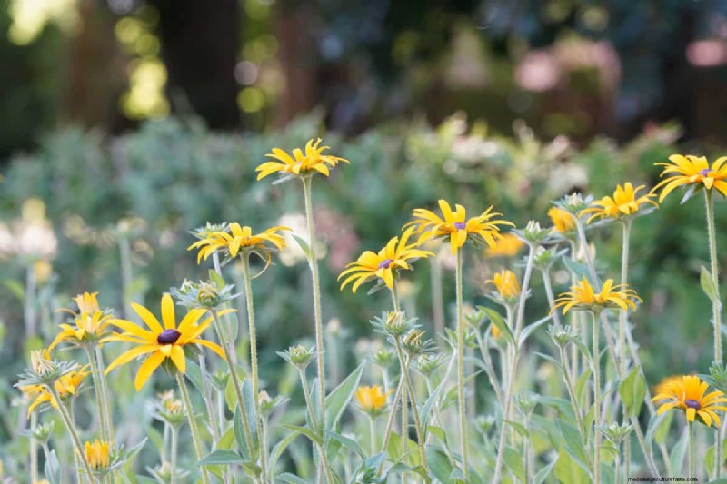 Black-Eyed Susan: Is It Invasive? | Gardening Know How
