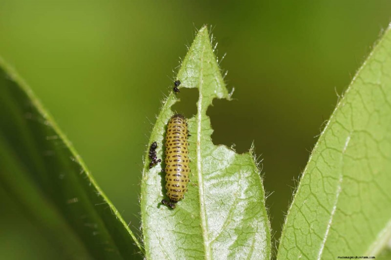 Viburnum Beetle: Host Plant & Range - Does it Attack Other Plants?