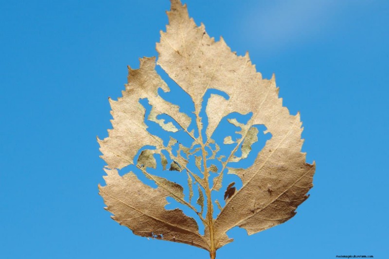 Viburnum Beetle: Host Plant & Range - Does it Attack Other Plants?