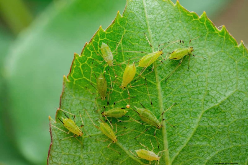 Viburnum Beetle: Host Plant & Range - Does it Attack Other Plants?