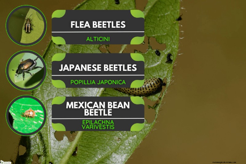 Viburnum Beetle: Host Plant & Range - Does it Attack Other Plants?