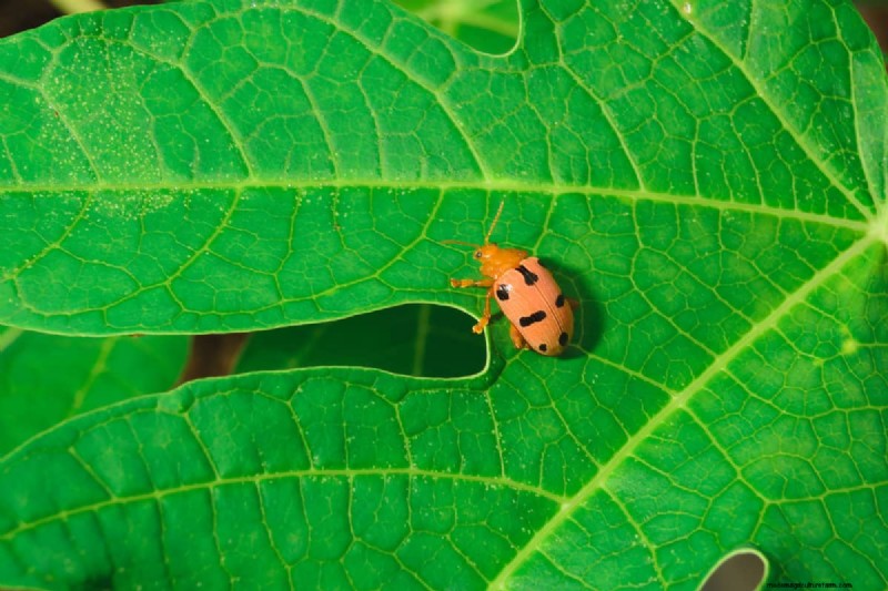 Viburnum Beetle: Host Plant & Range - Does it Attack Other Plants?