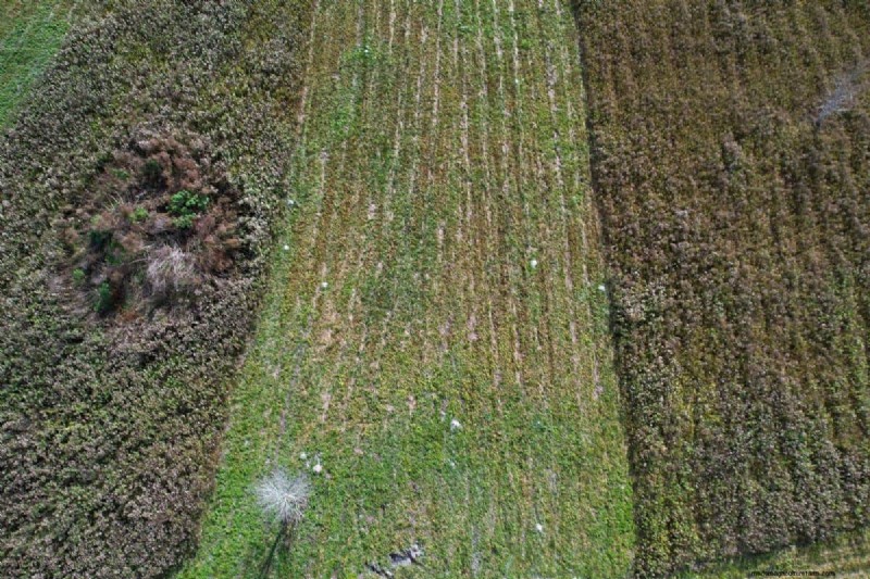 Improve Florida Sandy Soil: A Comprehensive Guide to Amendment