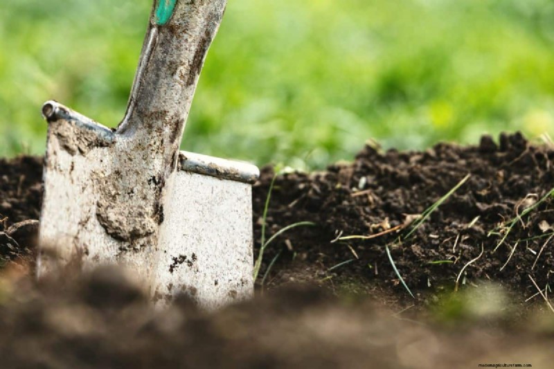 Improve Florida Sandy Soil: A Comprehensive Guide to Amendment