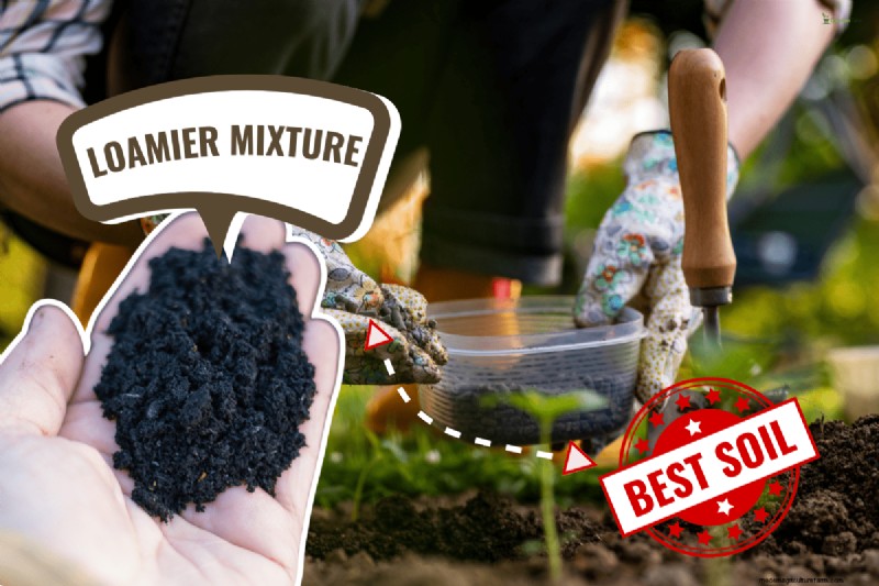 Improve Florida Sandy Soil: A Comprehensive Guide to Amendment