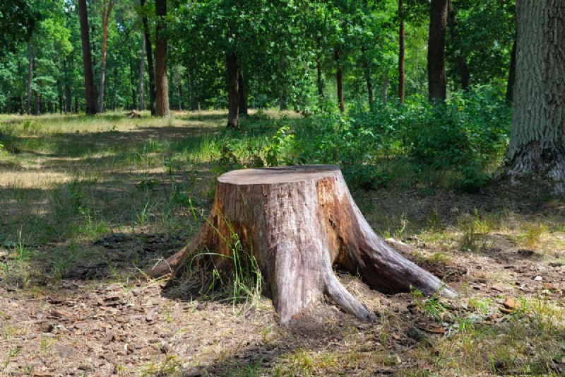 Effective Methods to Remove Tree Stumps Without Digging