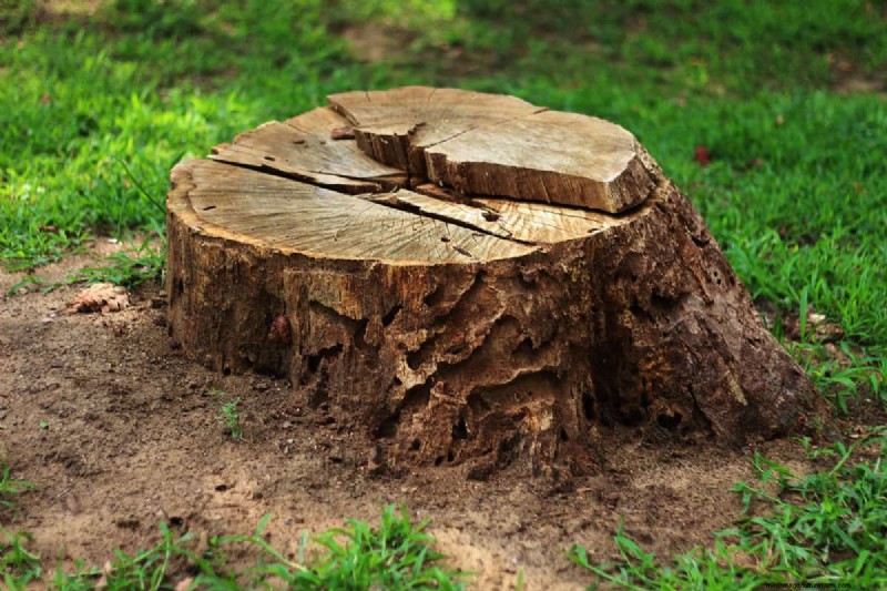 Effective Methods to Remove Tree Stumps Without Digging