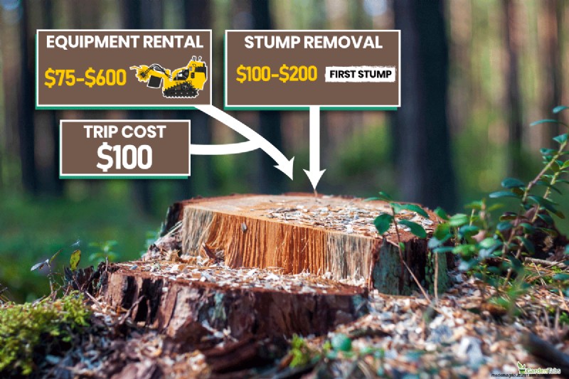 Effective Methods to Remove Tree Stumps Without Digging