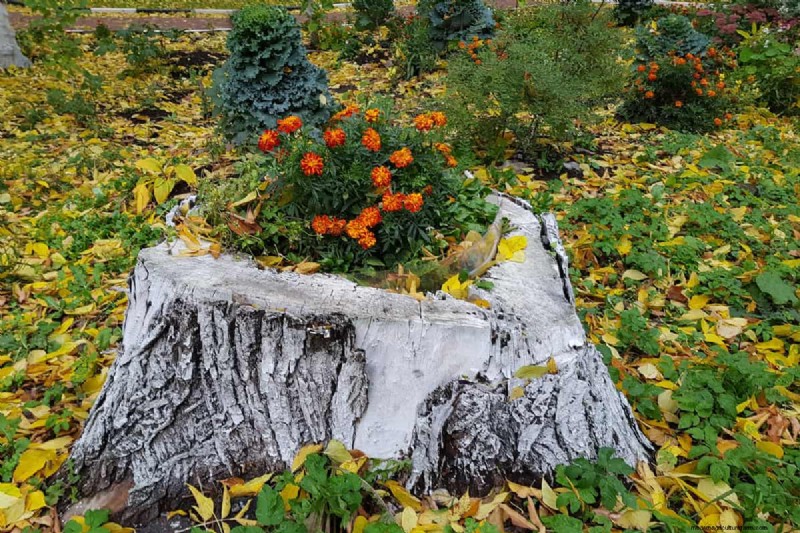 Effective Methods to Remove Tree Stumps Without Digging