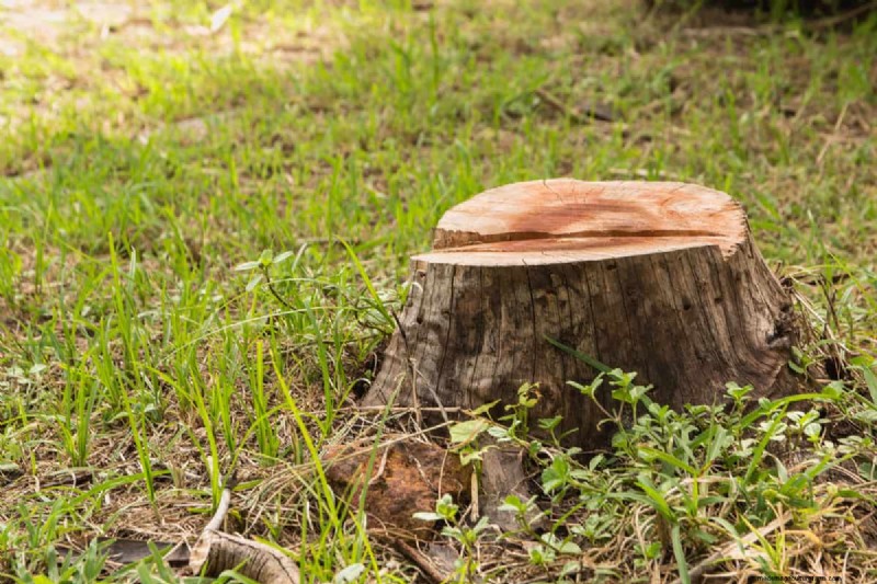 Effective Methods to Remove Tree Stumps Without Digging