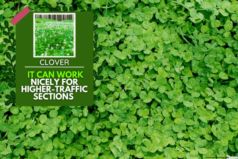 Clover for High-Traffic Lawns: Benefits & Considerations