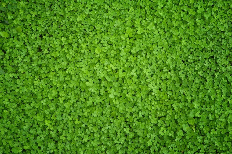 Clover for High-Traffic Lawns: Benefits & Considerations