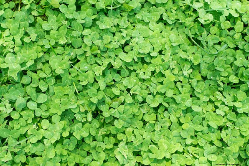 Clover for High-Traffic Lawns: Benefits & Considerations