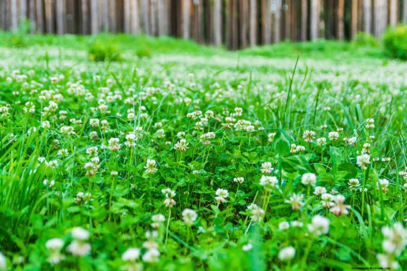Clover for High-Traffic Lawns: Benefits & Considerations