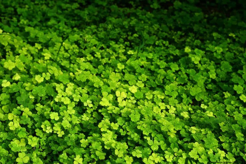 Clover for High-Traffic Lawns: Benefits & Considerations