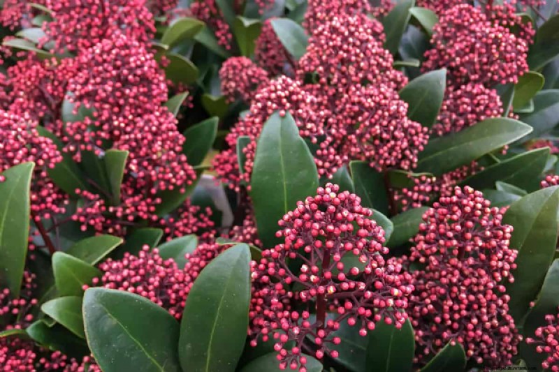 Skimmia Pruning: A Complete Guide to Shape & Maintain Your Shrub