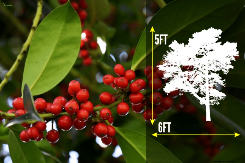 Skimmia Pruning: A Complete Guide to Shape & Maintain Your Shrub