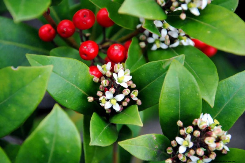 Skimmia Pruning: A Complete Guide to Shape & Maintain Your Shrub