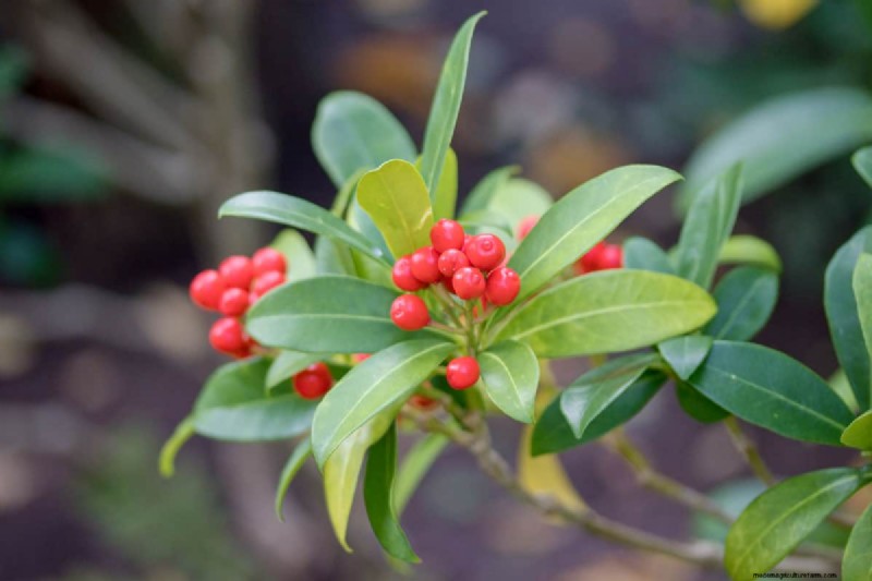 Skimmia Pruning: A Complete Guide to Shape & Maintain Your Shrub