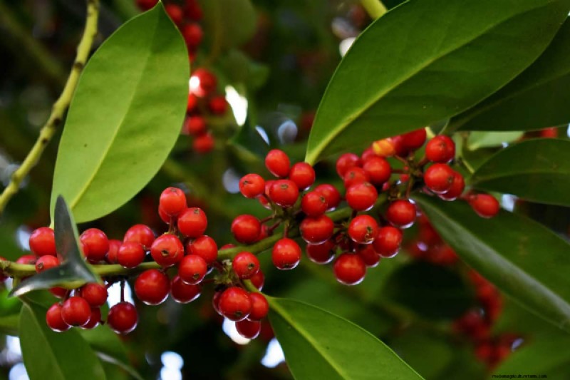 Skimmia Pruning: A Complete Guide to Shape & Maintain Your Shrub