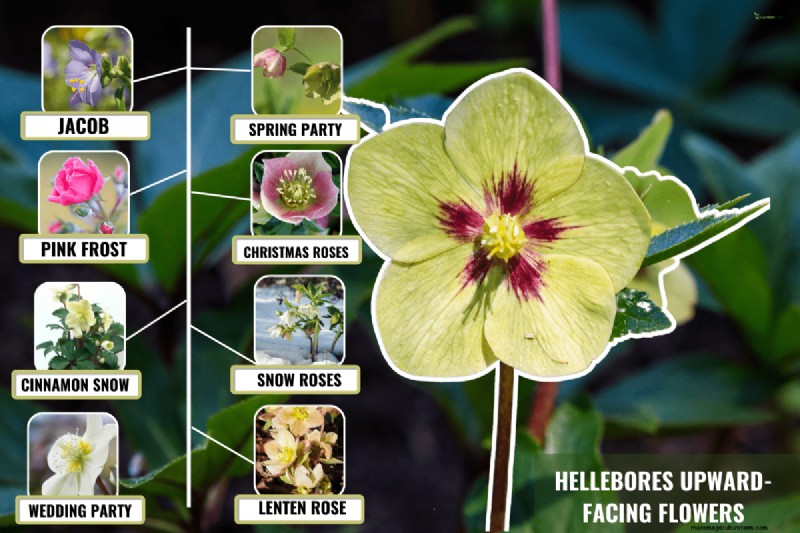 Upright Hellebore Varieties: A Guide to Winter Blooms