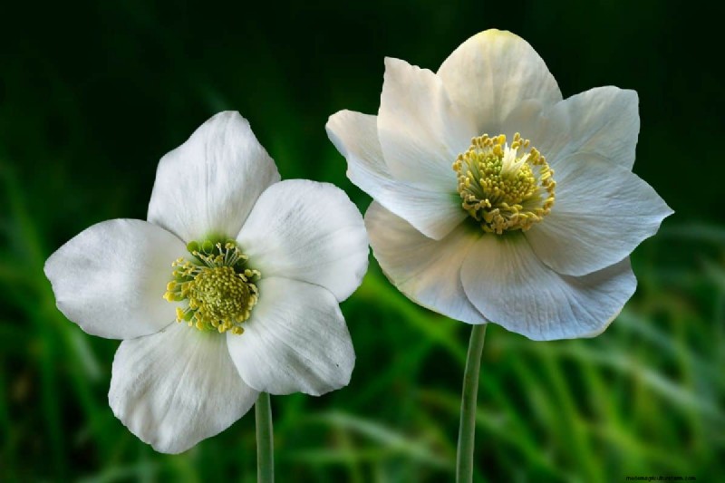 Upright Hellebore Varieties: A Guide to Winter Blooms