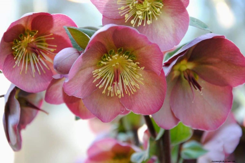 Upright Hellebore Varieties: A Guide to Winter Blooms