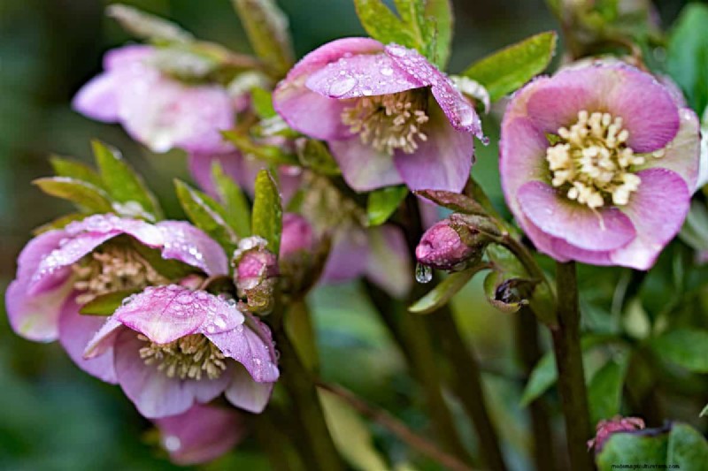 Upright Hellebore Varieties: A Guide to Winter Blooms