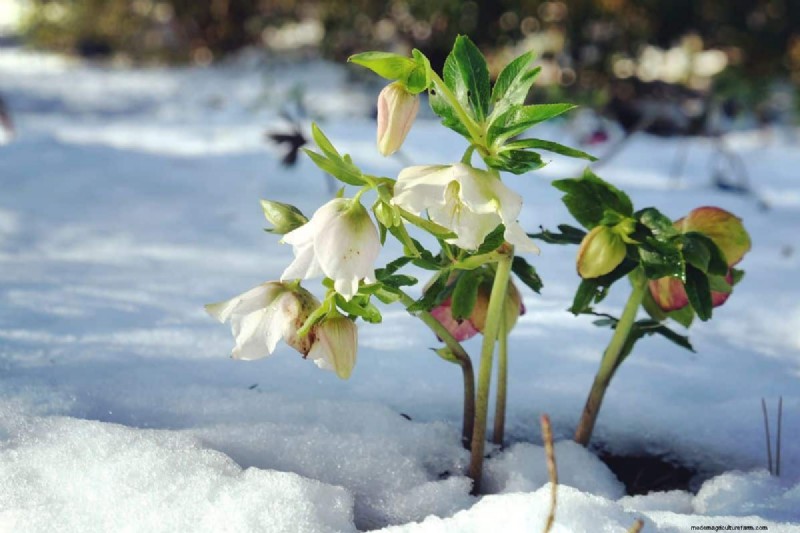 Upright Hellebore Varieties: A Guide to Winter Blooms
