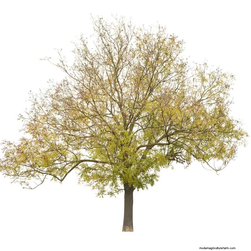 Shademaster vs. Sunburst Honey Locust: Key Differences & Identification