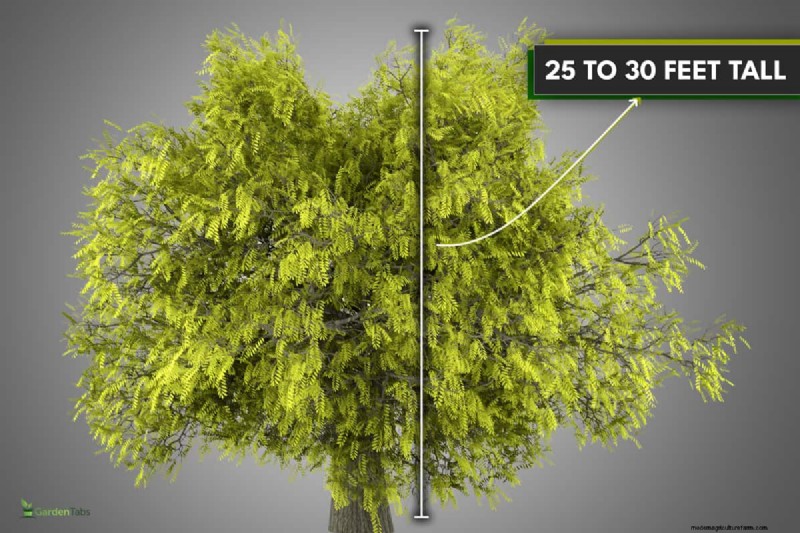 Shademaster vs. Sunburst Honey Locust: Key Differences & Identification