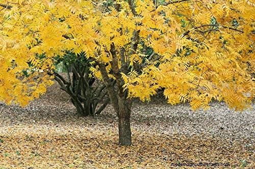 Shademaster vs. Sunburst Honey Locust: Key Differences & Identification