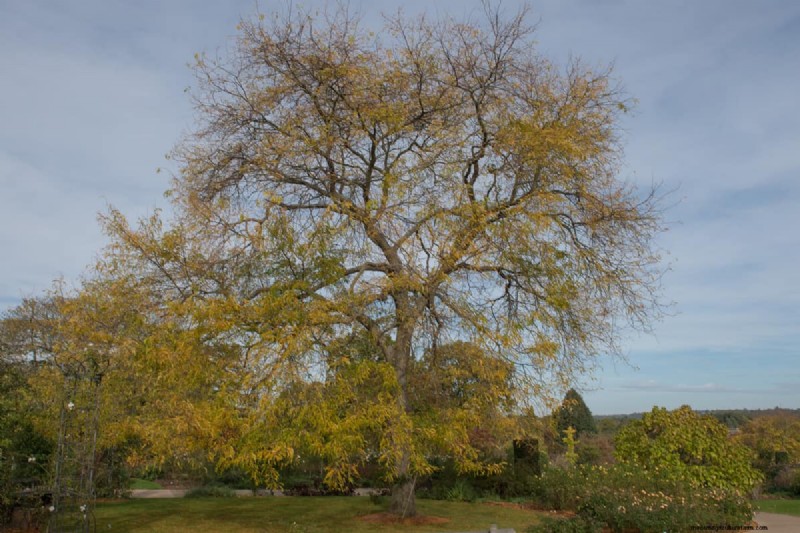 Shademaster vs. Sunburst Honey Locust: Key Differences & Identification