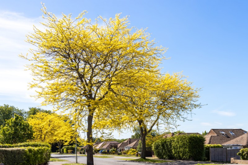 Shademaster vs. Sunburst Honey Locust: Key Differences & Identification