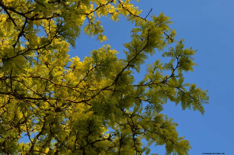 Shademaster vs. Sunburst Honey Locust: Key Differences & Identification