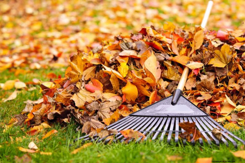 Harley Rake vs. Rockhound: Choosing the Right Lawn Rake