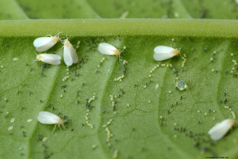 Whitefly Winter Survival: Do They Die in Cold Weather?